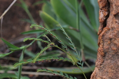 Phyllanthus parvulus