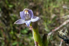 Thelymitra pallidifructus