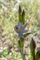 Thelymitra pallidifructus