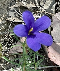 Cheiranthera linearis
