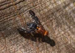 Acanthonevroides basalis