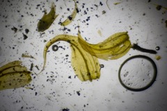 Palustriella falcata