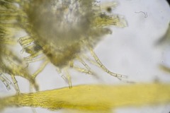 Palustriella falcata