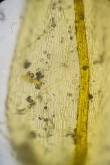 Palustriella falcata