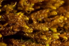 Palustriella falcata