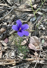 Cheiranthera linearis