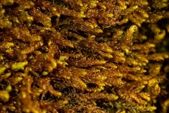 Palustriella falcata