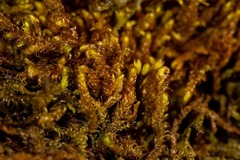 Palustriella falcata