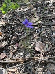 Cheiranthera linearis