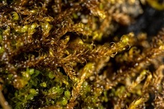 Scorpidium revolvens