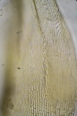 Scorpidium revolvens