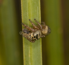 Opisthoncus sexmaculatus