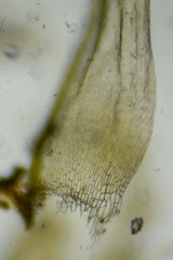 Scorpidium revolvens