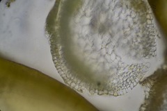 Scorpidium revolvens