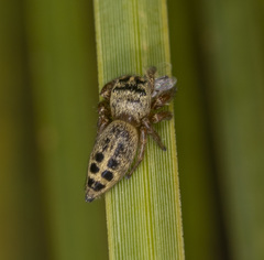 Opisthoncus sexmaculatus