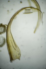 Scorpidium revolvens