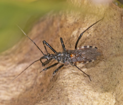 Trachylestes turneri