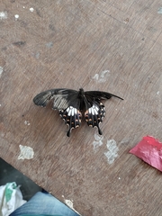 Papilio polytes