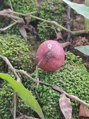 Micropsalliota lateritia