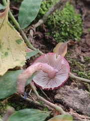 Micropsalliota lateritia