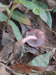 Micropsalliota lateritia