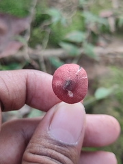 Micropsalliota lateritia