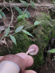 Micropsalliota lateritia