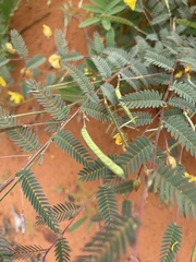 Chamaecrista biensis