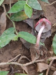 Micropsalliota lateritia