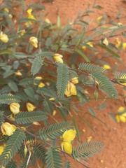 Chamaecrista biensis