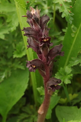 Orobanche gamosepala