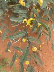 Chamaecrista biensis