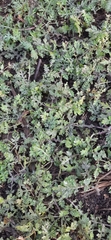Senecio strictifolius