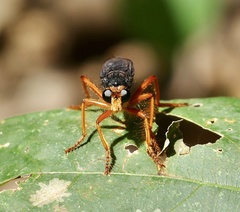 Proagonistes