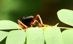 Proagonistes