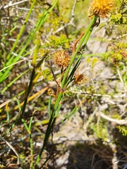 Juncus scirpoides