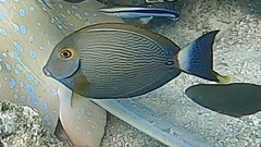Acanthurus dussumieri