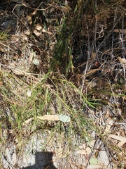 Juncus scirpoides