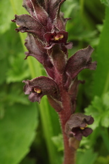 Orobanche gamosepala