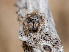 Yllenus turkestanicus