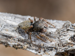 Yllenus turkestanicus