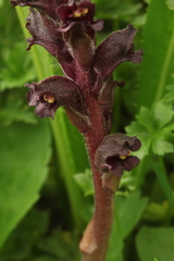 Orobanche gamosepala