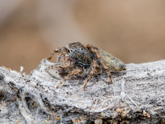 Yllenus turkestanicus