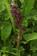 Orobanche gamosepala