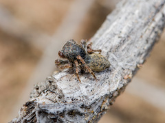 Yllenus turkestanicus