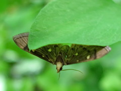 Dolicharthria stigmosalis