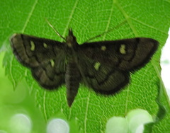 Dolicharthria stigmosalis