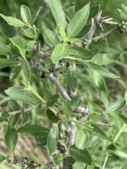 Coptosperma zygoon