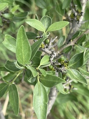 Coptosperma zygoon