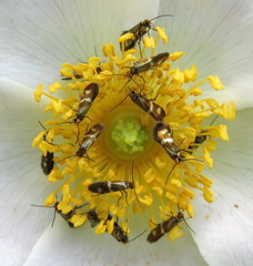 Micropterix maschukella